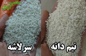 عکس نیم دانه و سرلاشه هاشمی