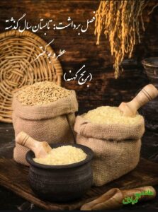 عکس برنج کهنه