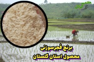 برنج فجر سوزنی استان گلستان